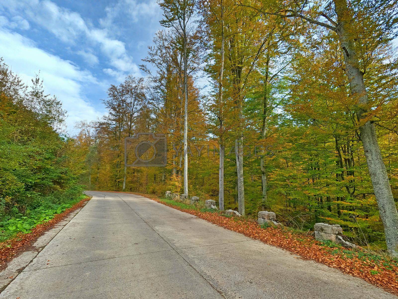 Curvy road in autumn forest, colored foliage border