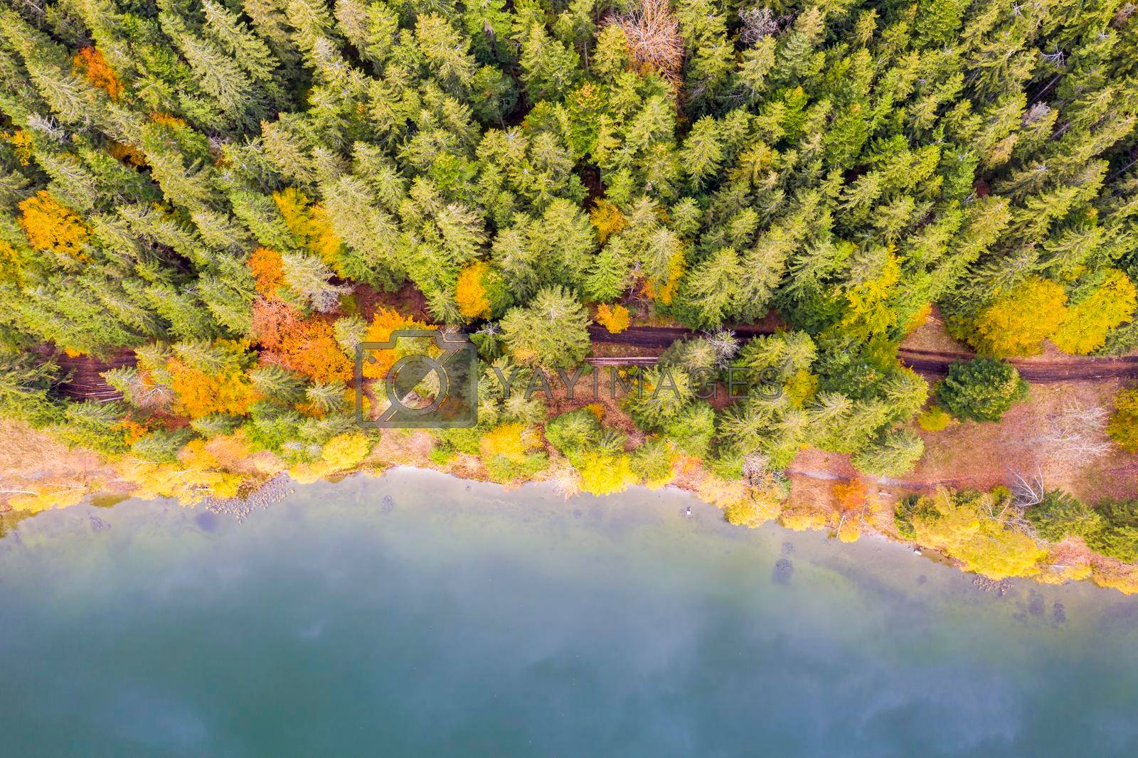 Above view of lake edge and autumn forest. Saint Anne Lake is the only one crater lake from Romania, located  in volcanic crater of Ciomatu Mare Volcano.