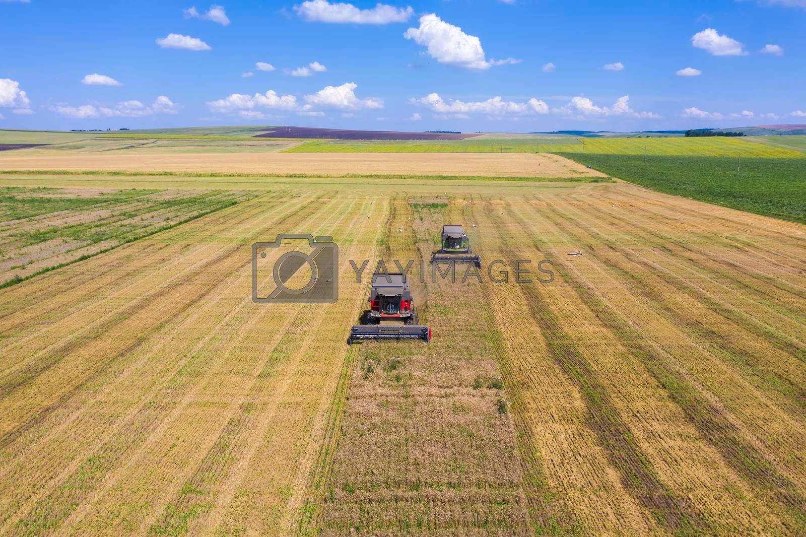 Combine harvesters collects ripe cereal on the field, aerial summer scene with agriculture machines