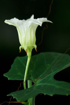 Ivy Gourd Flower