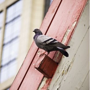 Grey city pigeon on roof 