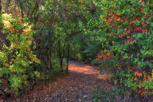 An Enchanted Autumn Path Through the Forest