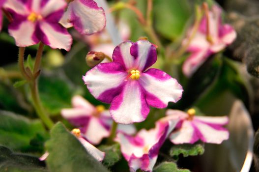 pink and white african violet