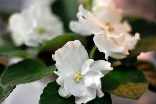 white african violet