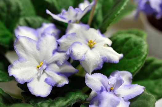 white and blue african violet