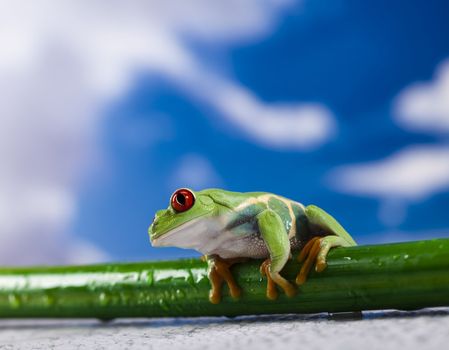 Red eyed green tree frog