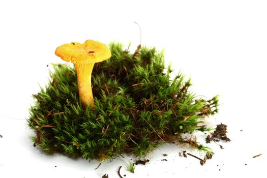 isolated mushroom