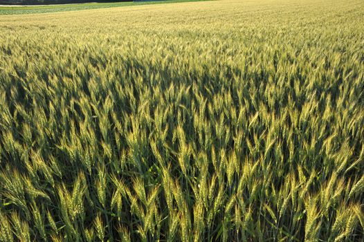 Wheatfield in ripening stage