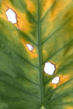 Decomposition of Alocasia leaf 