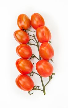 Vine of tomatoes