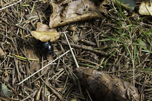 Black beetle on forest floor