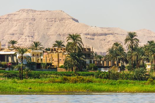 Palms and dwelling houses on the banks of the Nile 