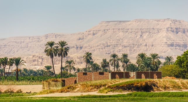 Palms and dwelling houses on the banks of the Nile 