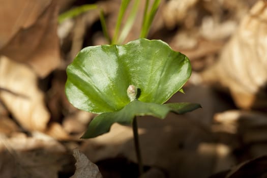 young seedling beech in forest on dry leaf