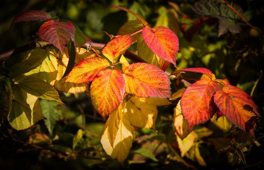 Colorful Brambleberry leaves in fall