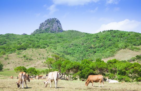 dajianshan mountain ranch. kenting national park in taiwan
