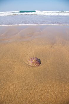 seashore medusa