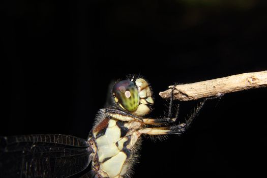 Dragonfly Clinging
