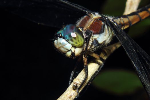 Curious Dragonfly