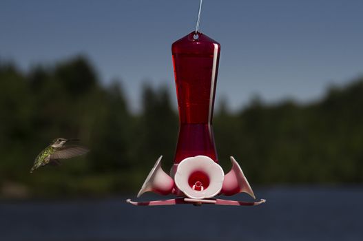ruby hummingbird