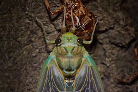Portrait of Tibicen pruinosus cicada