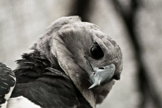A closeup shot of the face of a harpy eagle.