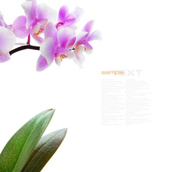 blooming orchid 