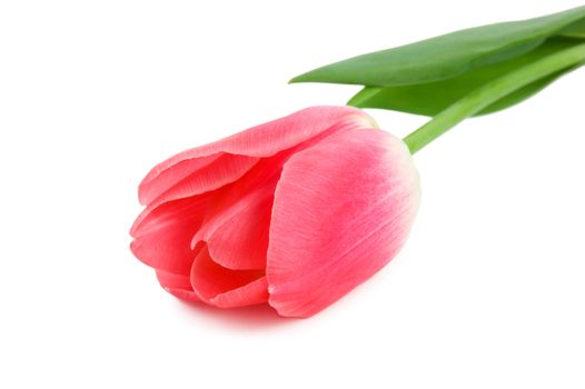 Tulip isolated on white