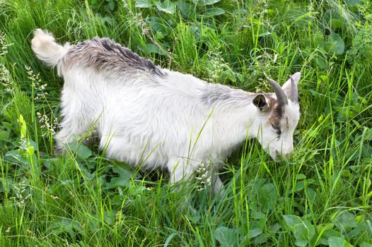 Goat grazing