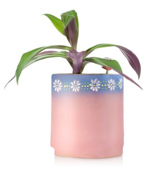 Flower in a ceramic pot