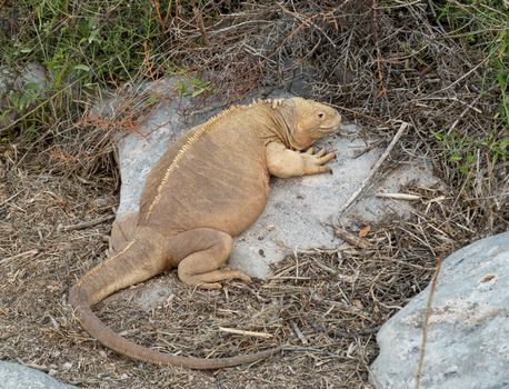 Galapagos land iguana in arid part of islands