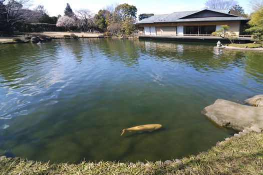 scenic Japanese pond with yellow koi fish and tea house on opposite side; focus on fish and foreground shore