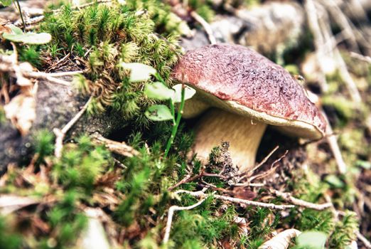Porcino - Boletus fresh mushroom in the undergrowth