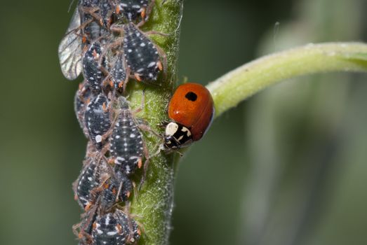 macro ladybird and aphids on green stem