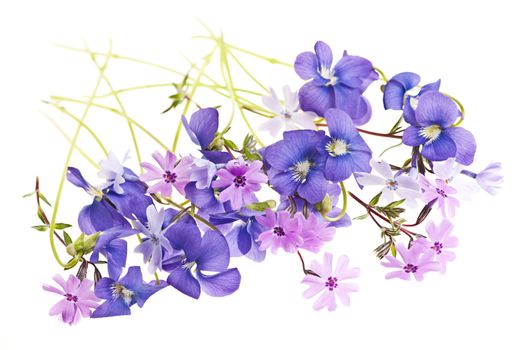 Purple violets and moss pink spring flowers arrangement isolated on white background