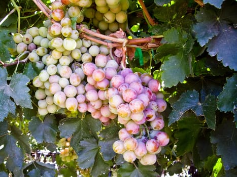 Cluster of Red Grapes