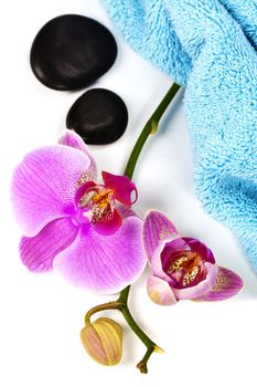 Orchid Spa Composition