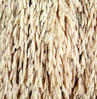close up golden rice spikes