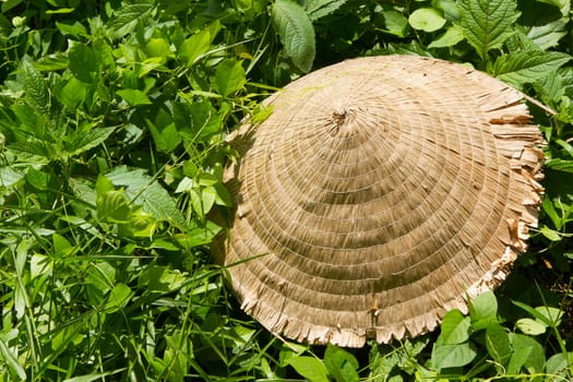 Abandoned asian conical hat isolated on green plants