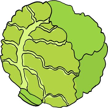 hand drawn, vector illustration of the cabbage