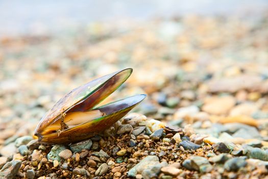 Greenshell mussel on a beach
