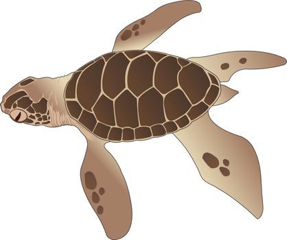 Sea Turtle, illustration