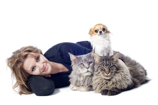 portrait of a purebred  maine coon cats , chihuahua and woman on a white background
