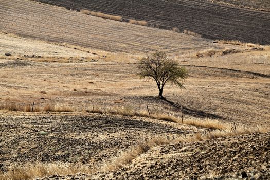 lonely tree on hills in Andalucia