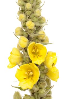 top mullein with yellow flowers on white background