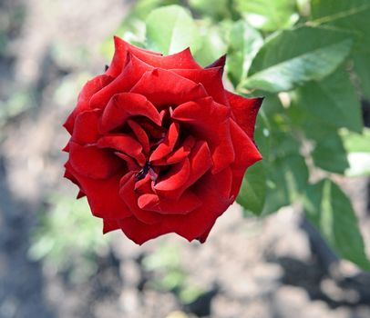 beautiful red rose, outdoot, nature 
