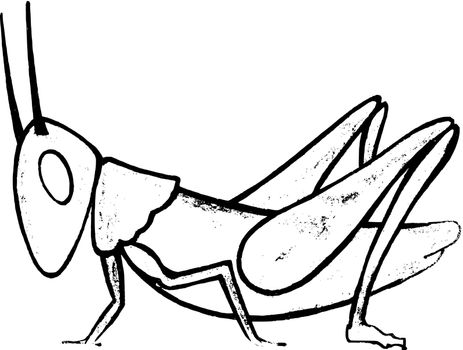 Hand drawn, vector, sketch illustration of grasshopper