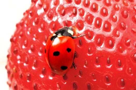 ladybug gourmet