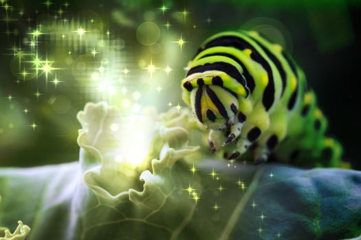Caterpillar Magic