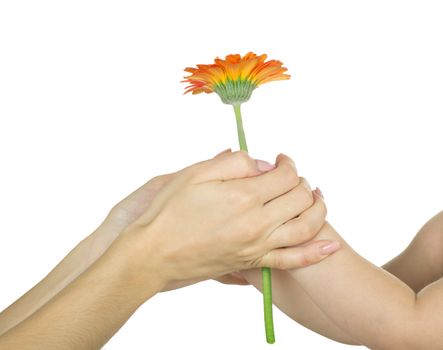 baby hand  holding red gerber daisy isolated on white